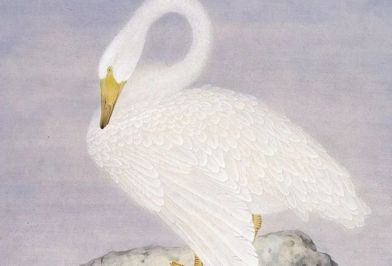 中國美術家協會會員陳建強工筆花鳥畫29圖， 筆觸細膩雅致